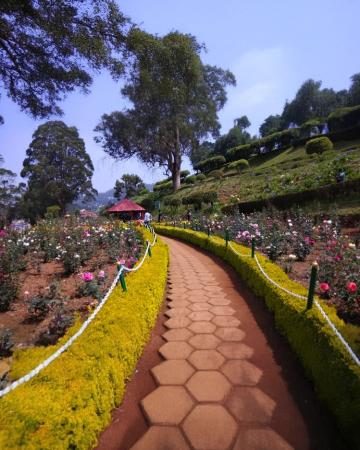 Rose garden