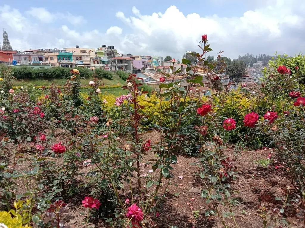 ooty rose garden cab